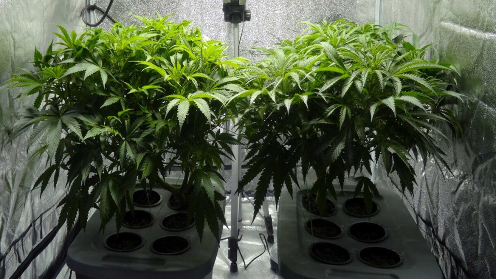 How to grow cannabis Indoors