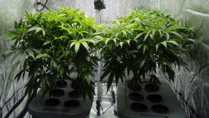 How to Grow Cannabis Indoors – Our Quick Guide