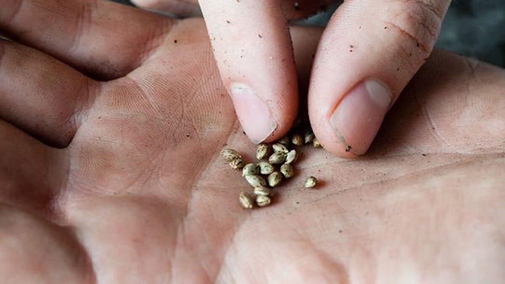 Touch marijuana seeds with bare hands and fingers