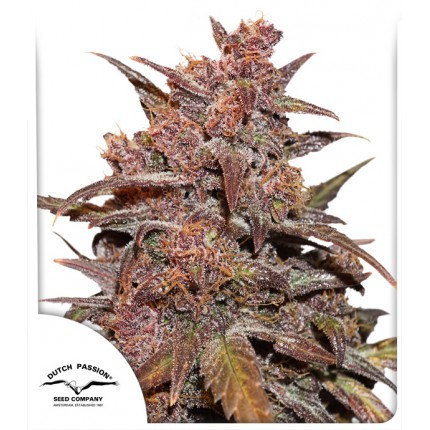 Blackberry Kush CBD Auto Feminised Seeds by Dutch Passion