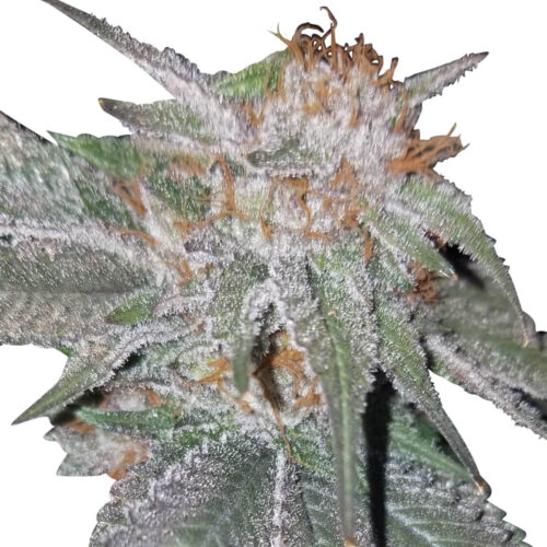 Bubba Kush x Nepal Jam Feminised Seeds by Ace Seeds