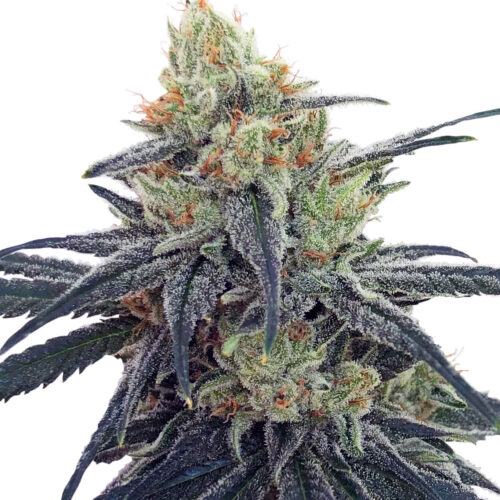 CBD #1 Feminised Seeds by Ace Seeds