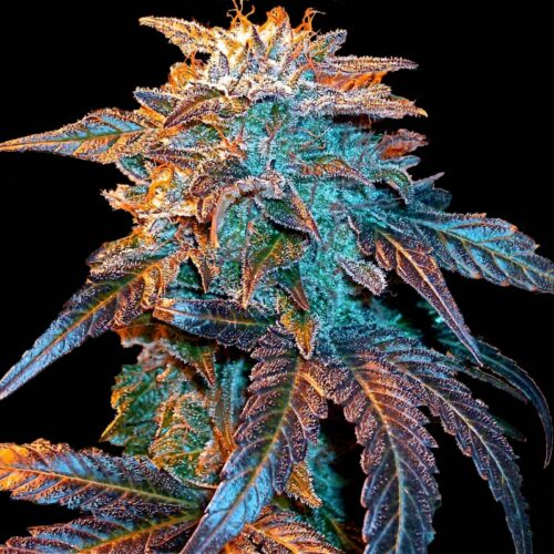 Gelato Auto Feminised Seeds by Female Seeds