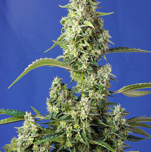 Gorilla Girl XL Auto Feminised Cannabis Seeds by Sweet Seeds