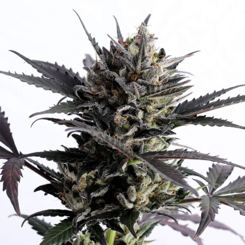 Lemon Haze Auto Feminised Seeds by Kannabia Seeds