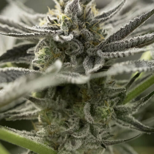 OGKZ FAST Feminised Seeds by Humboldt Seed Organization