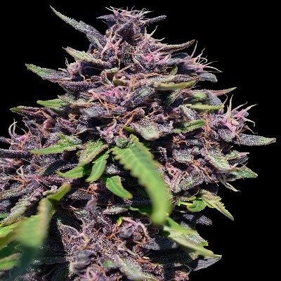 Panama x PCK Feminised seeds by Ace Seeds