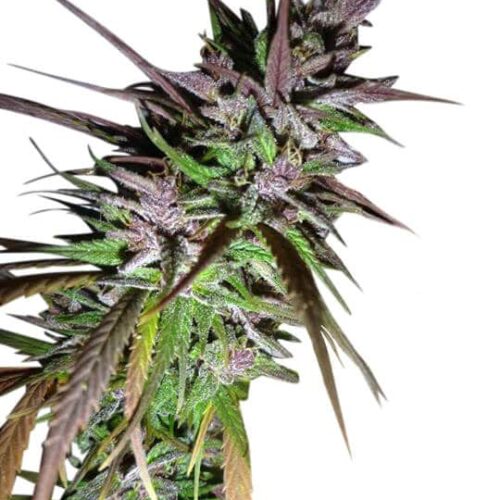 Purple pakistani Haze feminised cannabis seeds by Ace Seeds