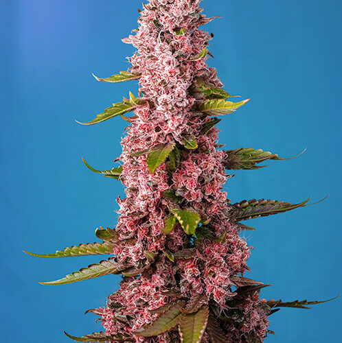 Red Hot Cookies Feminised Cannabis Seeds by Sweet Seeds