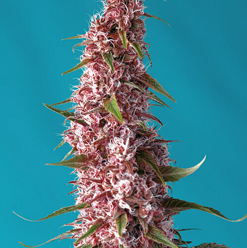 Red Pure CBD Auto Feminised Cannabis Seeds by Sweet Seeds