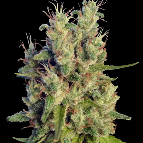 Super Malawi Haze Regular Seeds by Ace Seeds