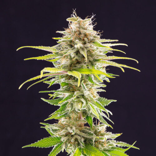 Super OG Kush Feminised Seeds by Kannabia Seeds