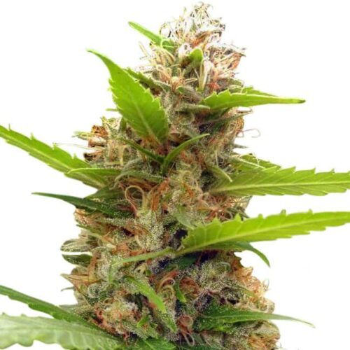 Zamaldelica x Nepal Jam Feminised Seeds (Limited Edition) by Ace Seeds