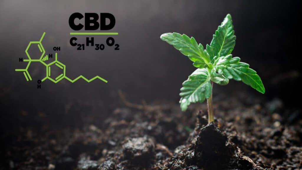 CBD Seedling