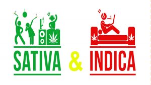 Understanding the Differences Between Indica and Sativa