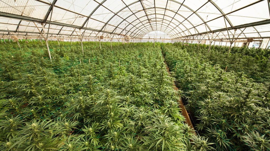 Legally grow hemp in the uk