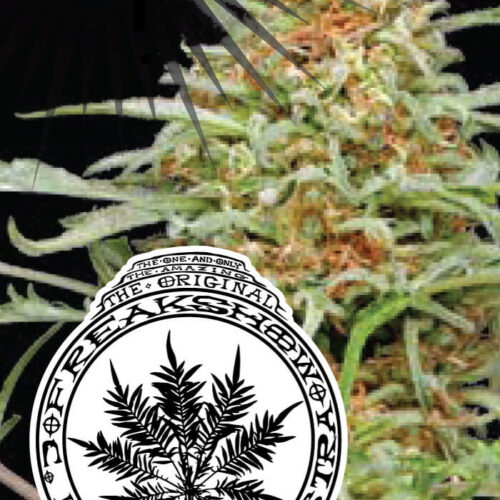 Freakshow Regular Cannabis Seeds by Humboldt Seed Co.