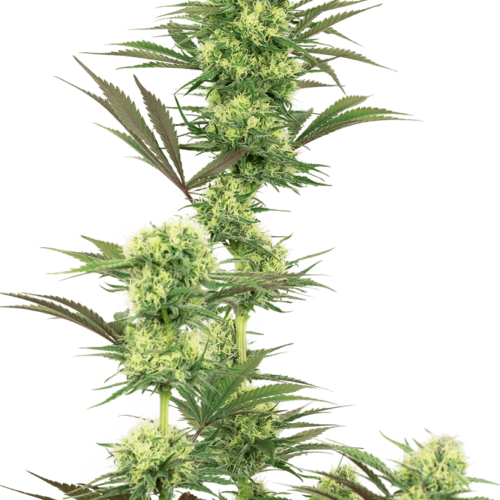 Guava Jelly Feminised Cannabis Seeds by White Label Seed Company