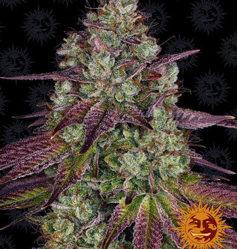 Mimosa EVO Feminised Cannabis Seeds by Barney's Farm Seeds