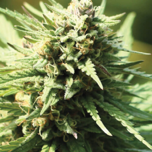 Stoopid Fruits Feminised Cannabis Seeds by Humboldt Seed Co.