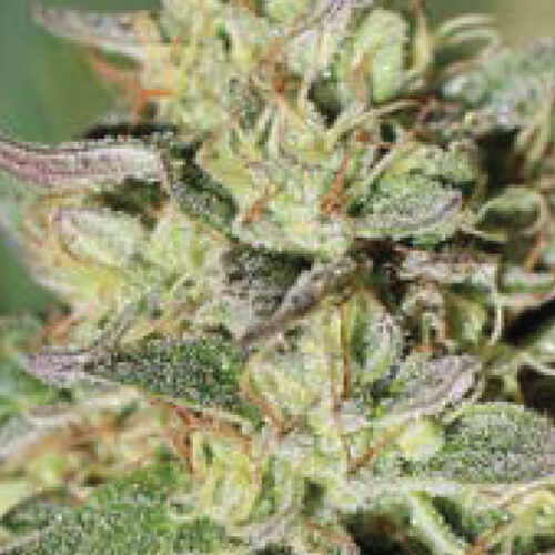 Wedding Tree Regular Cannabis Seeds by Humboldt Seed Co.