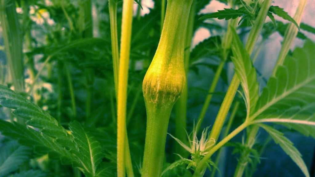 Super Cropping your cannabis plant