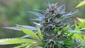 How to Grow Cannabis Buds to Maximise your Harvest