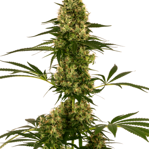 Blue Bullet Auto Feminised Cannabis Seeds by Sensi Seeds