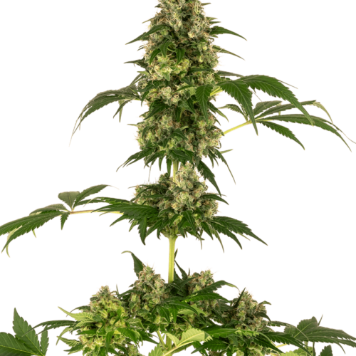 Cobalt Haze Feminised Cannabis Seeds by Sensi Seeds