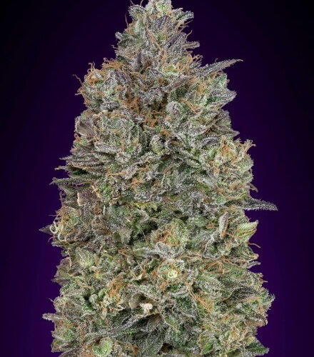 Critical Purple Kush Feminised Cannabis Seeds by Advanced Seeds