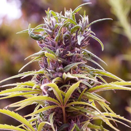 Durban Poison feminised cannabis seeds from Nirvana seeds