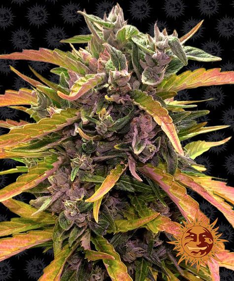 Where to Buy High-Quality Gorilla Glue Feminized Seeds Online