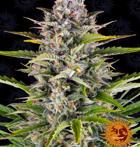 Gorilla Zkittlez Auto Feminised Cannabis Seeds by Barney's Farm