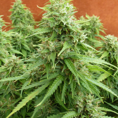 Green Crack Auto Feminised Seeds