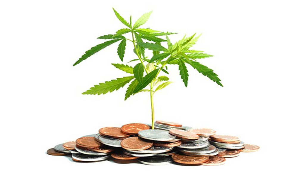 How much does growing cannabis cost?