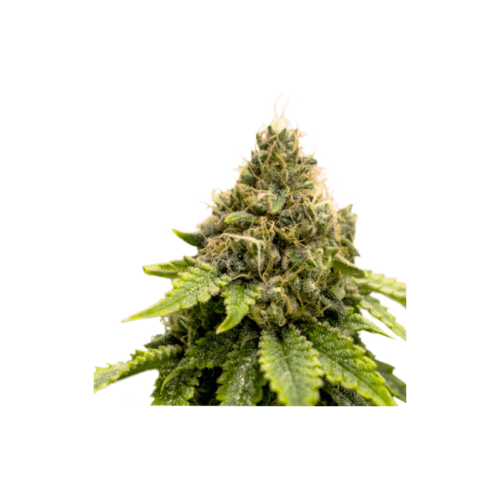 Karel's Dank Regular Cannabis Seeds by Super Sativa Seed Club