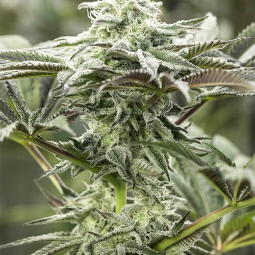 Lemon Citron Feminised Cannabis Seeds by Humboldt Seed Organization