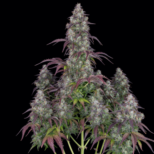 Lemon Pie Auto Feminised Cannabis Seeds by FastBuds