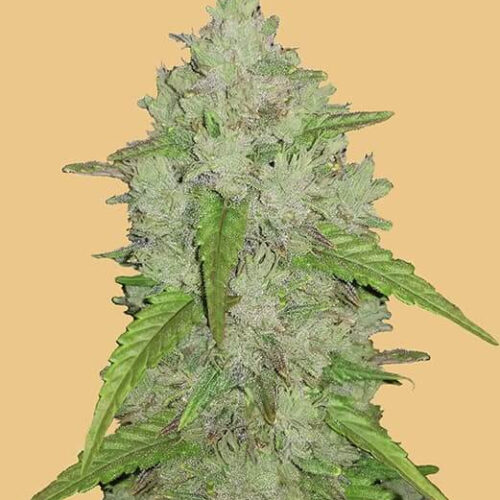 Original Amnesia Haze Auto Feminised Seeds