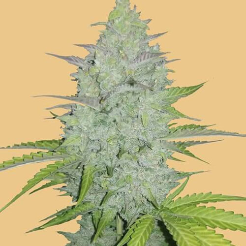 Original Cheese Auto Feminised Seeds