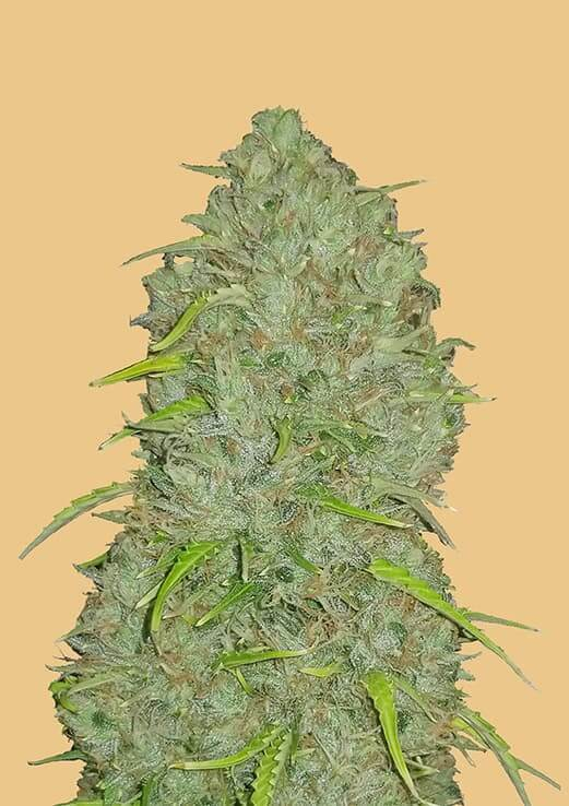 Original Jack Herer Auto Feminised Seeds | FastBuds Seeds | Cannabis Seeds