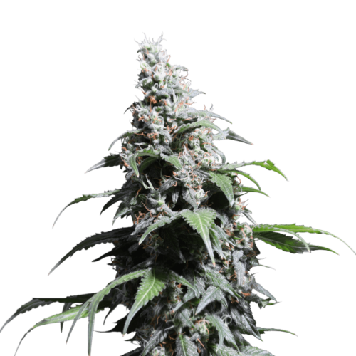 Pineapple Poison Feminised Cannabis Seeds by Super Sativa Seed Club