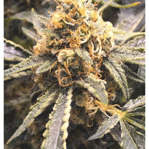 Recovery CBD Feminised Seeds