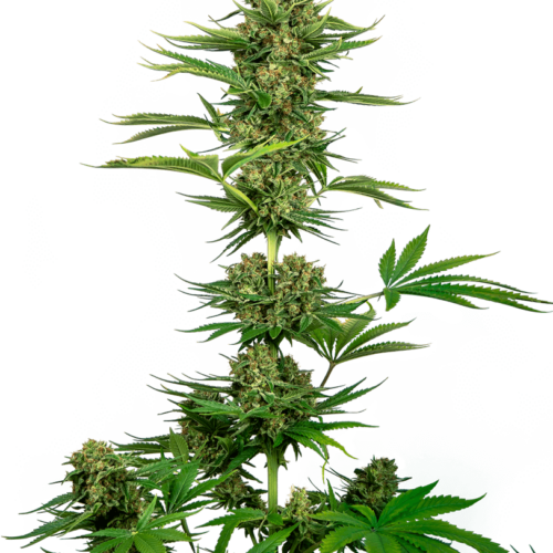 Satin Black Domina CBD Feminised Cannabis Seeds by Sensi Seeds