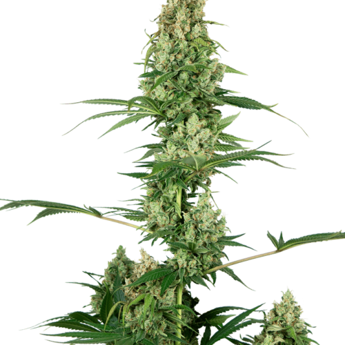 Silver Fire Feminised Cannabis Seeds by Sensi Seeds