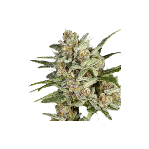 Super Mad Sky Floater Feminised Cannabis Seeds by Super Sativa Seed Club