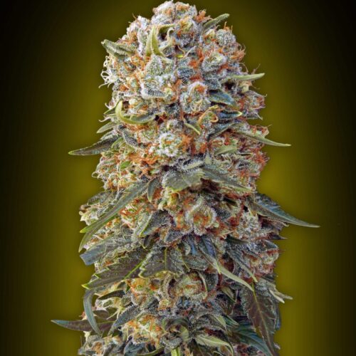 Sweet Critical Feminised Cannabis Seeds by 00 Seeds