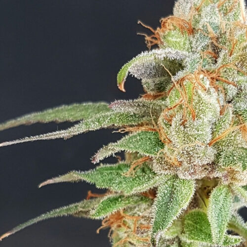 Wedding Cake Feminised Cannabis Seeds by Garden Of Green