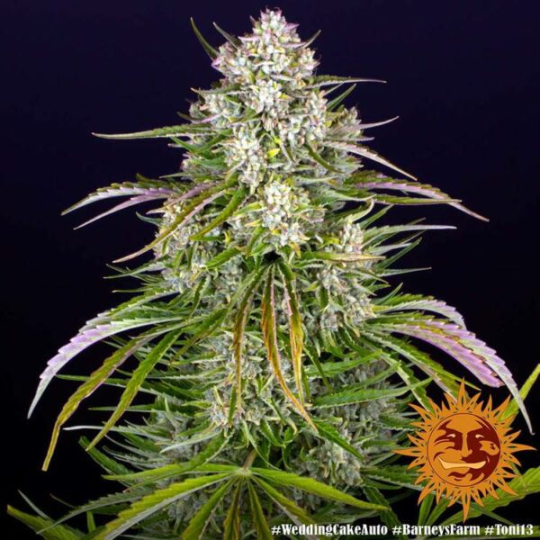 Wedding Cheesecake Auto Cannabis Seeds Fast Buds