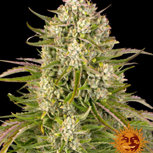 Wedding Cake Auto Feminised Cannabis Seeds by Barney's Farm